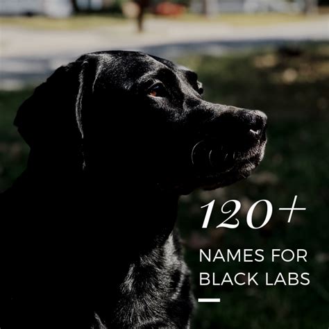 popular black lab names|names for female black labs.